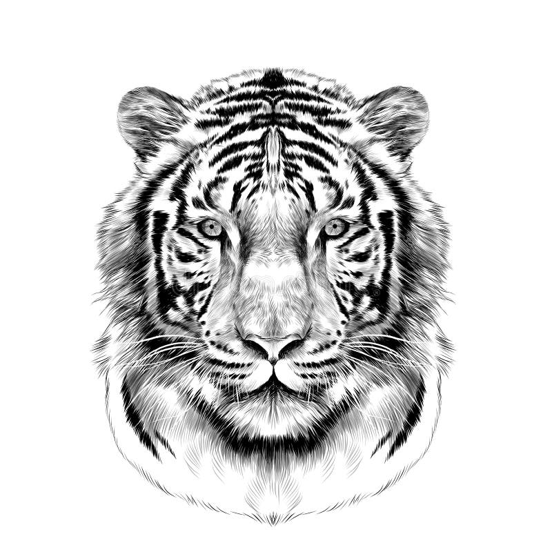 El jefe de los gráficos de vector blancos del bosquejo del tigre