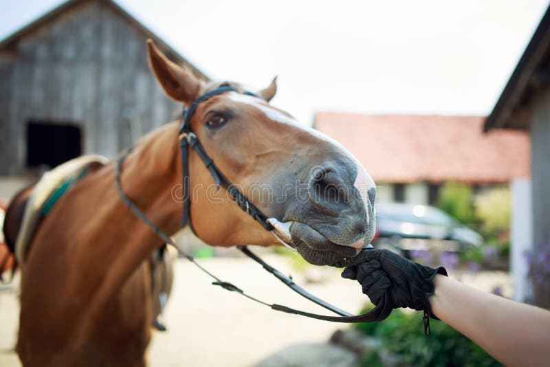 El jinete del caballo tira de las rienda fotografía de archivo