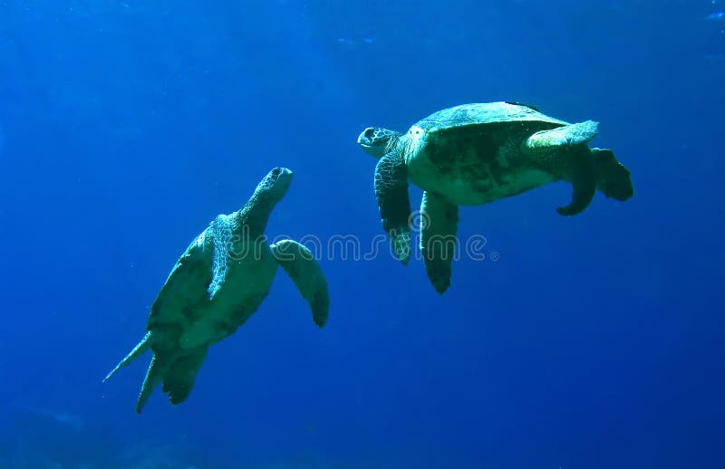 El jugar de las tortugas de mar verde