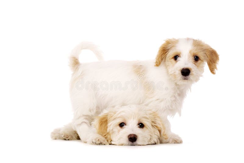 Two Bichon Frise cross puppies isolated on a white background. Two Bichon Frise cross puppies isolated on a white background