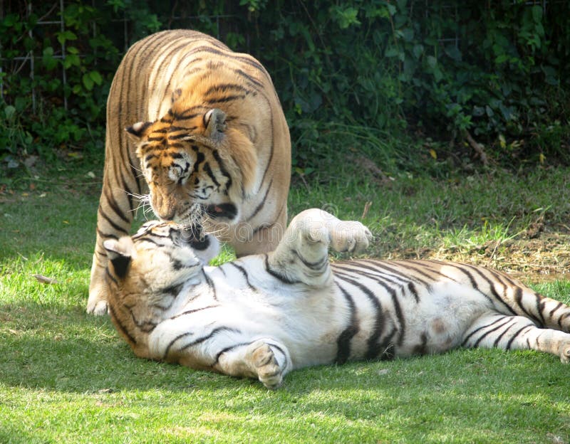 Resultado de imagen para comportamiento de los tigres de bengala