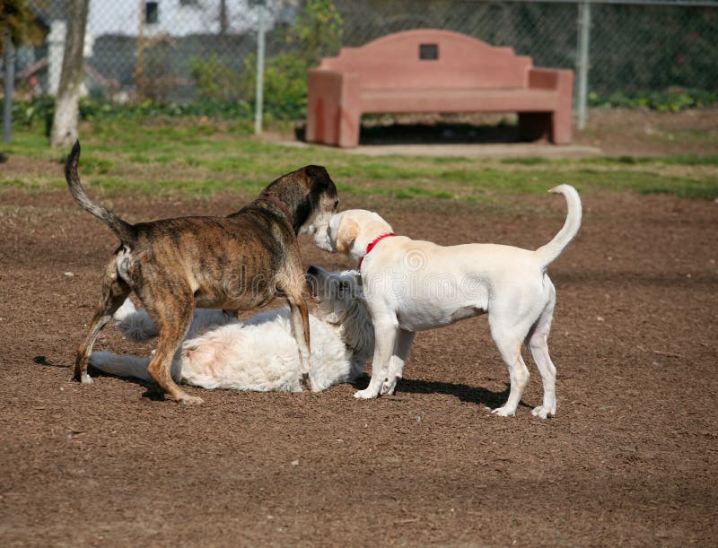 El jugar de tres perros imagen de archivo libre de regalías El jugar de tres perros imagen de archivo libre de regalías