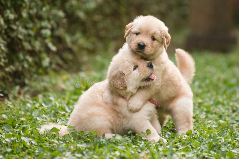 El jugar lindo de dos perritos del golden retriever foto de archivo libre de regalías
