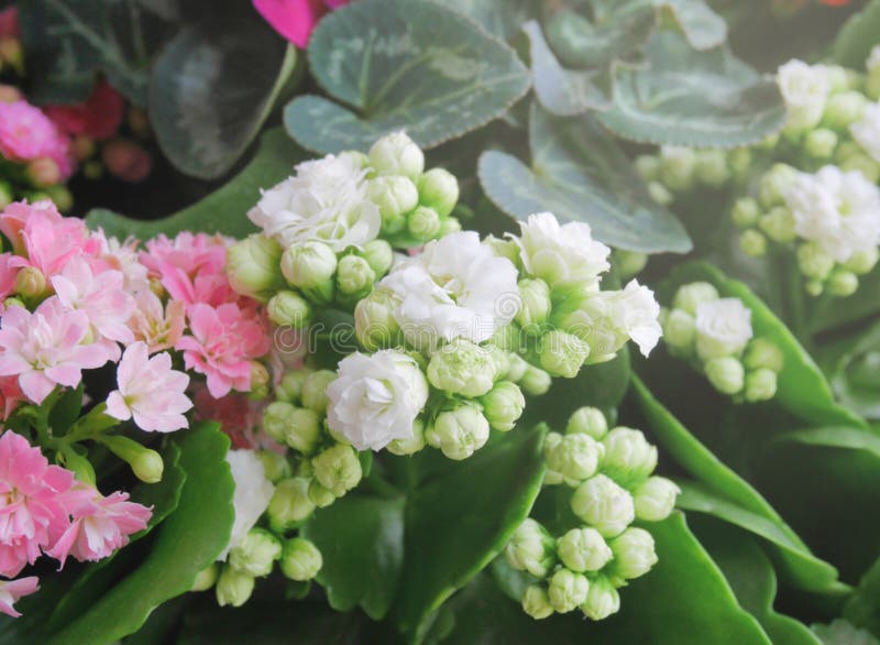 El kalanchoe blanco florece con el kalanchoe rosado en el lado foto de archivo El kalanchoe blanco florece con el kalanchoe rosado en el lado foto de archivo