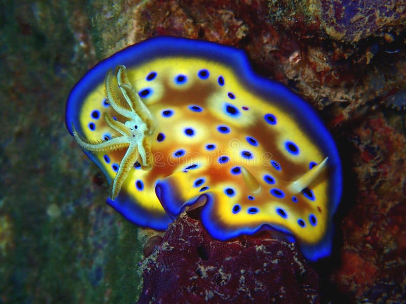 El kuniei colorido de Goniobranchus del nudibranch en Tunku Abdul Rahman Park, Kota Kinabalu, Sabah Malasia, Borneo imagen de archivo El kuniei colorido de Goniobranchus del nudibranch en Tunku Abdul Rahman Park, Kota Kinabalu, Sabah Malasia, Borneo imagen de archivo