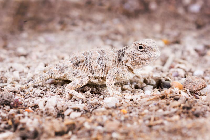 El lagarto de cuernos del desierto (platyrhinos del Phrynosoma) es una especie o