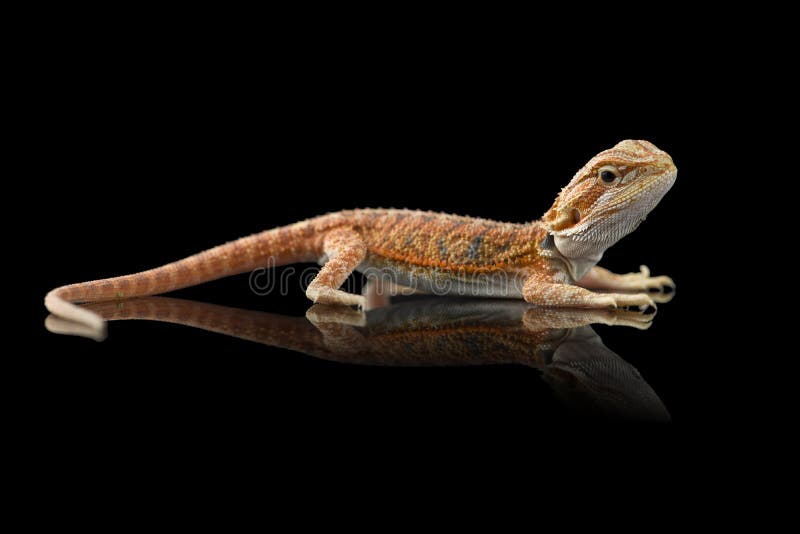 El lagarto rojo del dragón central barbudo aislado en el fondo negro fotos de archivo libres de regalías