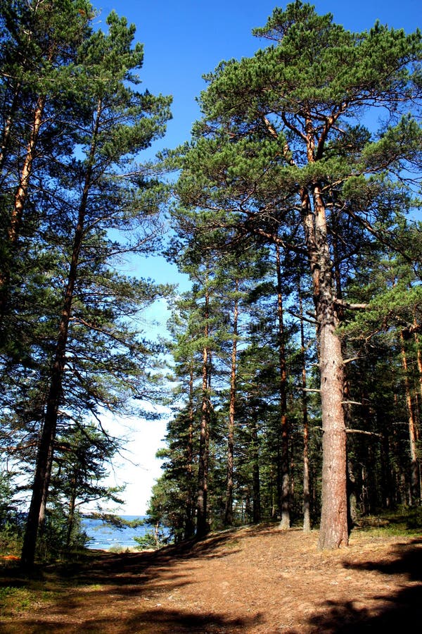 El Lago Ladoga. Una Playa. Imagen Imagen 1557364