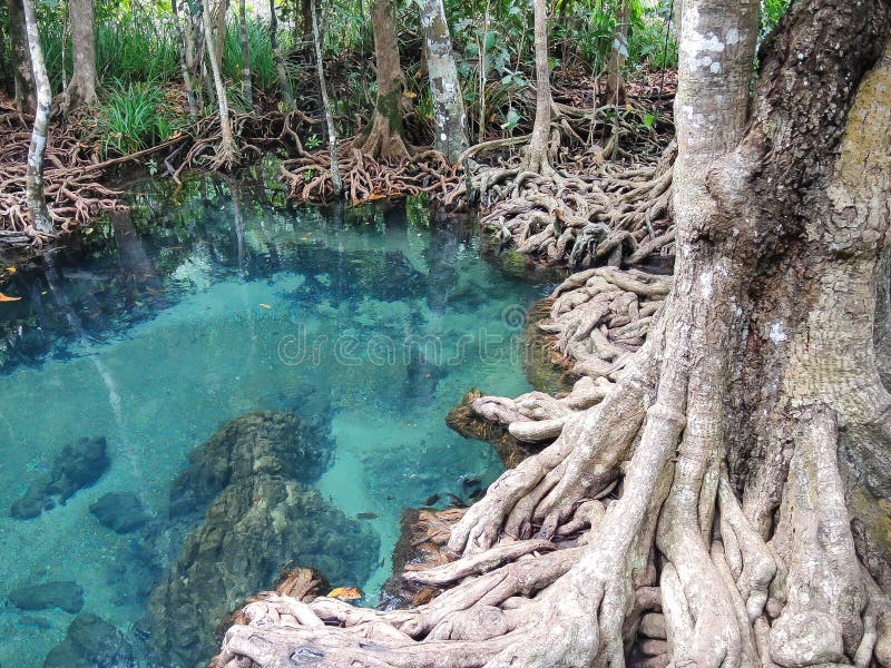 El lago verde claro hermoso del agua con el bosque del árbol arraiga en Krabi, parque nacional de Tailandia imágenes de archivo libres de regalías El lago verde claro hermoso del agua con el bosque del árbol arraiga en Krabi, parque nacional de Tailandia imágenes de archivo libres de regalías