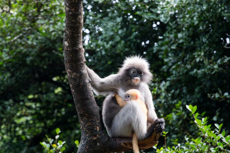 El Langur o el mono oscuro de la hoja es residentes en Tailandia (el obscurus de Trachypithecus) imagen de archivo libre de regalías El Langur o el mono oscuro de la hoja es residentes en Tailandia (el obscurus de Trachypithecus) imagen de archivo libre de regalías