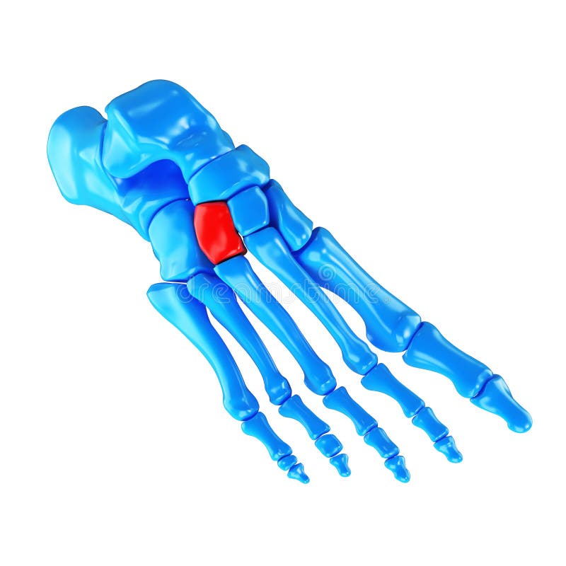 El Hueso Cuneiforme Lateral Stock de ilustración Ilustración de