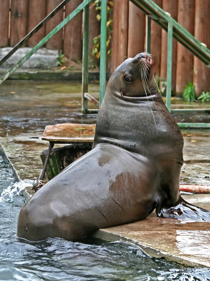 Animal Del Agua De La Morsa Imagen de archivo - Imagen de cubo, noruega:  128562511