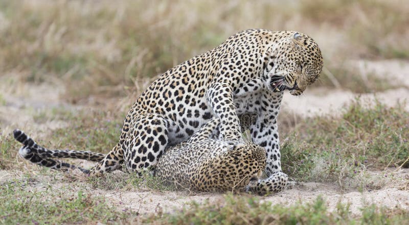 El leopardo femenino da una palmada al varón mientras que se acopla en hierba en naturaleza fotos de archivo El leopardo femenino da una palmada al varón mientras que se acopla en hierba en naturaleza fotos de archivo