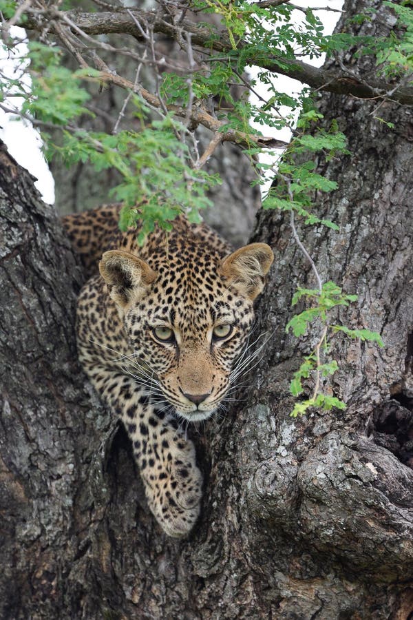 El leopardo femenino joven da el contacto visual directo de un árbol fotos de archivo El leopardo femenino joven da el contacto visual directo de un árbol fotos de archivo