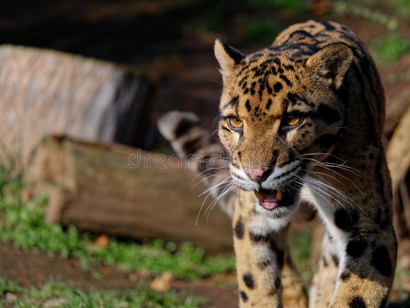 El Leopardo Nublado Neofelis Nebulosa Un Gato Imagen de - Imagen de grande, fondo: