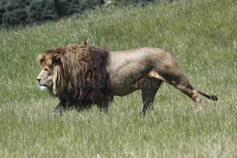 El león acecha la presa