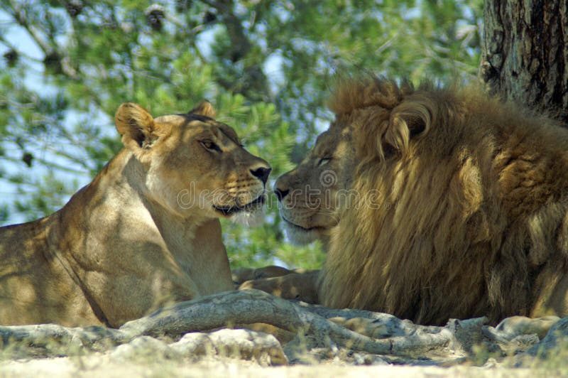 El león y la leona descansan en la sombra de un árbol fotografía de archivo El león y la leona descansan en la sombra de un árbol fotografía de archivo
