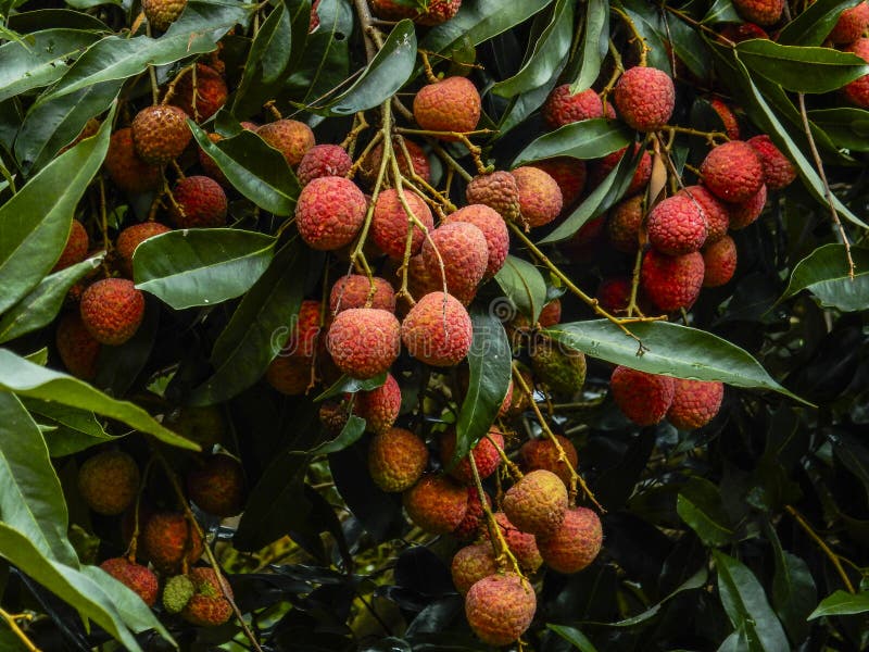 El lichí da fruto primer fotografía de archivo El lichí da fruto primer fotografía de archivo