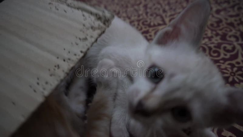 El lindo gatito blanco de 2 meses de edad