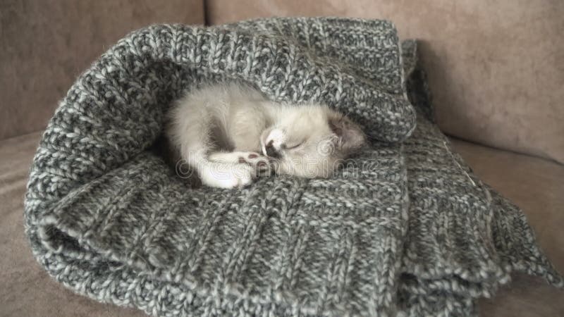 El lindo gatito gris está pegando en el sofá almacen de video