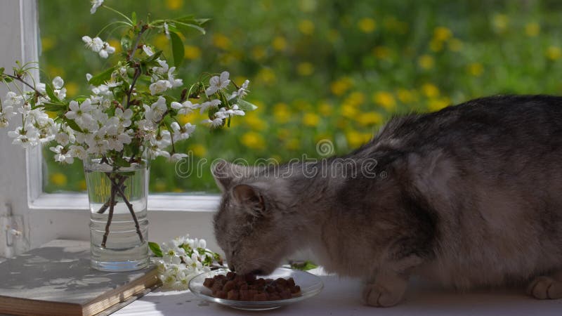 El lindo gato gris come comida húmeda de plato en el umbral de la ventana almacen de metraje de vídeo