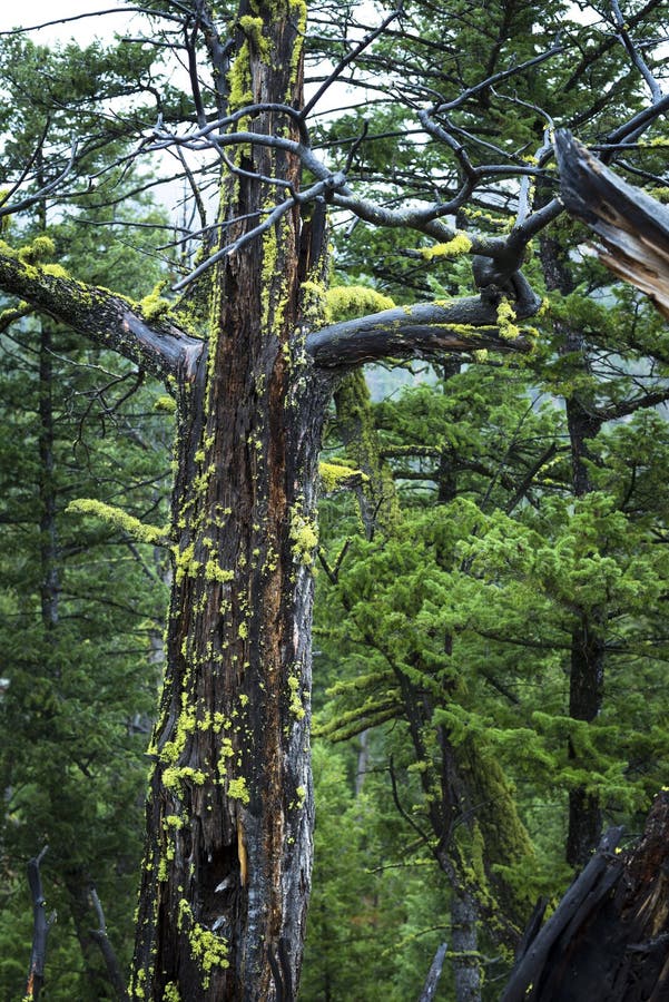 El liquen amarillo crece en árbol de pino muerto fotos de archivo libres de regalías El liquen amarillo crece en árbol de pino muerto fotos de archivo libres de regalías