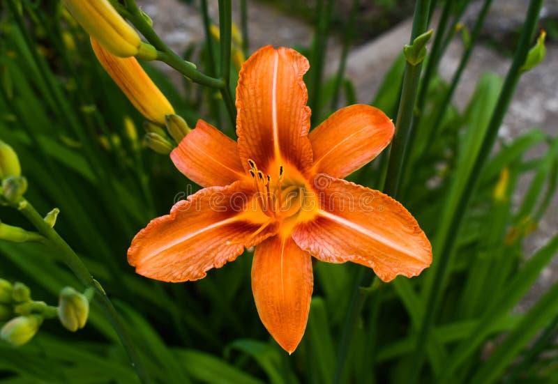 El lirio anaranjado brillante florece en el jard?n soleado El bulbiferum del Lilium, el lirio anaranjado de los nombres comunes, imágenes de archivo libres de regalías El lirio anaranjado brillante florece en el jard?n soleado El bulbiferum del Lilium, el lirio anaranjado de los nombres comunes, imágenes de archivo libres de regalías