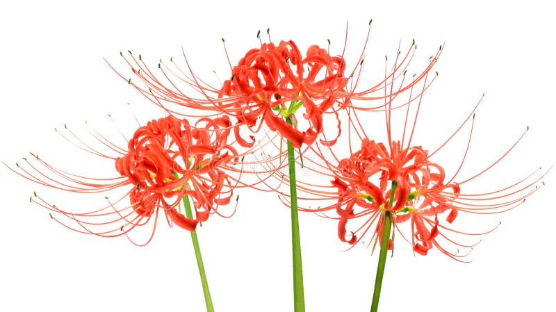 El lirio de la araña roja florece, o radiata de Lycoris, aislado en el fondo blanco imagen de archivo El lirio de la araña roja florece, o radiata de Lycoris, aislado en el fondo blanco imagen de archivo