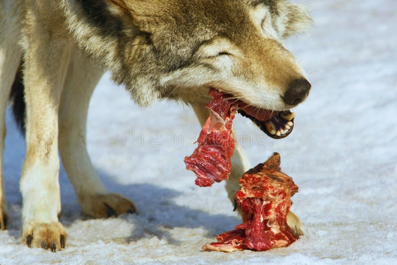 El lobo come la carne foto de archivo. Imagen de bosque - 54688150