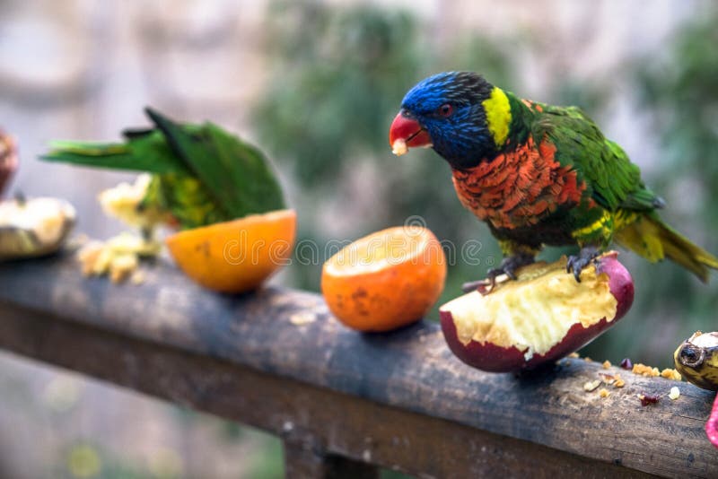 El loro colorido hermoso come la fruta foto de archivo libre de regalías El loro colorido hermoso come la fruta foto de archivo libre de regalías