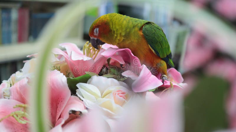 El loro precioso y colorido está en mi oficina foto de archivo libre de regalías El loro precioso y colorido está en mi oficina foto de archivo libre de regalías