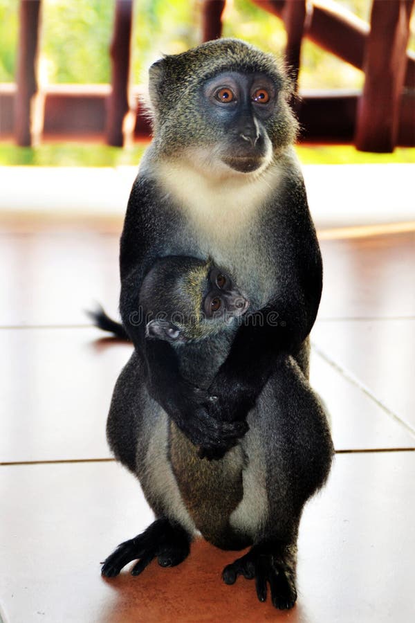 El Macaque sostiene su perrito, Kanya, África fotografía de archivo libre de regalías El Macaque sostiene su perrito, Kanya, África fotografía de archivo libre de regalías