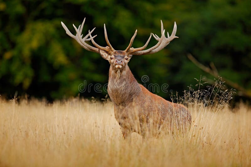 El macho de los ciervos comunes, grita el animal adulto potente majestuoso fuera del bosque del otoño, Francia fotos de archivo libres de regalías El macho de los ciervos comunes, grita el animal adulto potente majestuoso fuera del bosque del otoño, Francia fotos de archivo libres de regalías