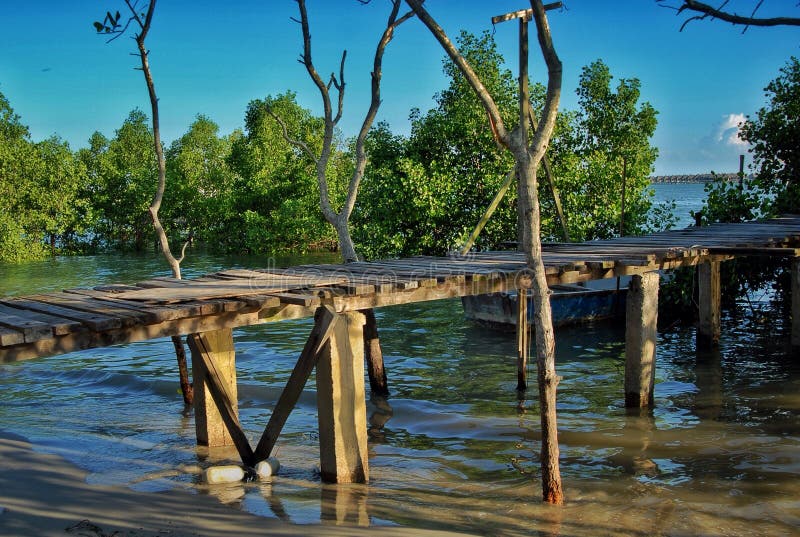 El mangle reforesta imágenes de archivo libres de regalías El mangle reforesta imágenes de archivo libres de regalías