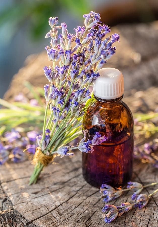 El manojo de flores del lavandula o de la lavanda y de botella de aceite está en fotografía de archivo libre de regalías El manojo de flores del lavandula o de la lavanda y de botella de aceite está en fotografía de archivo libre de regalías