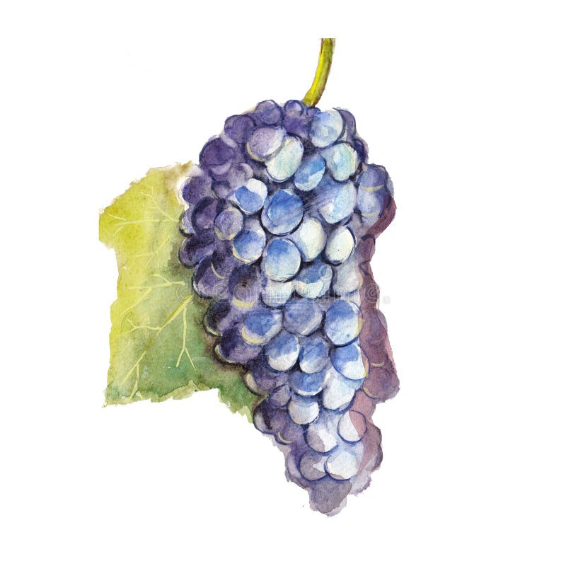 El manojo de las uvas aislado en un fondo blanco, un ejemplo de la acuarela libre illustration El manojo de las uvas aislado en un fondo blanco, un ejemplo de la acuarela libre illustration