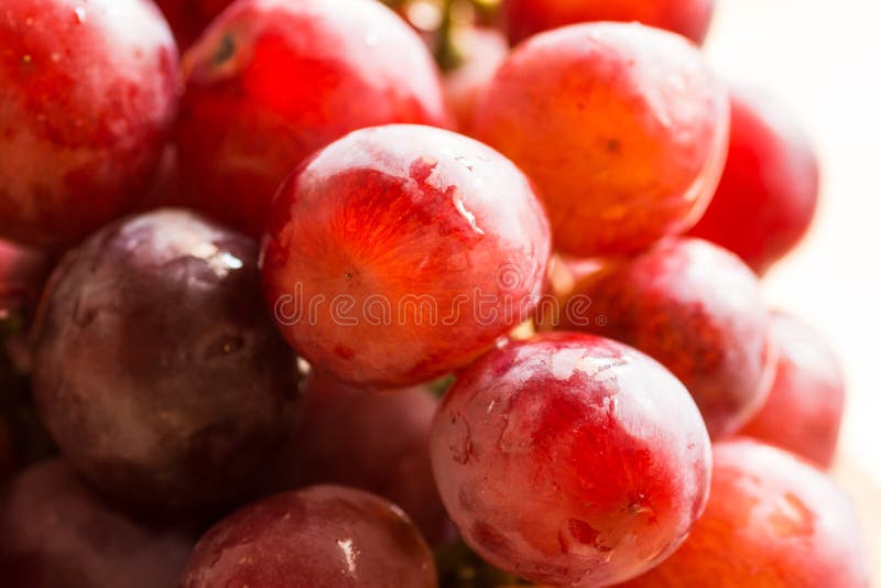 El manojo de uvas rojas y rosadas jugosas frescas maduras con agua cae en la luz del sol, colores brillantes, cosecha de la caída fotografía de archivo El manojo de uvas rojas y rosadas jugosas frescas maduras con agua cae en la luz del sol, colores brillantes, cosecha de la caída fotografía de archivo