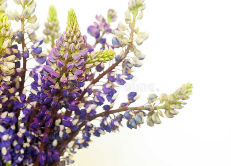 El manojo se cierra para arriba de flores púrpuras lupine hermosas contra el fondo blanco fotos de archivo libres de regalías El manojo se cierra para arriba de flores púrpuras lupine hermosas contra el fondo blanco fotos de archivo libres de regalías
