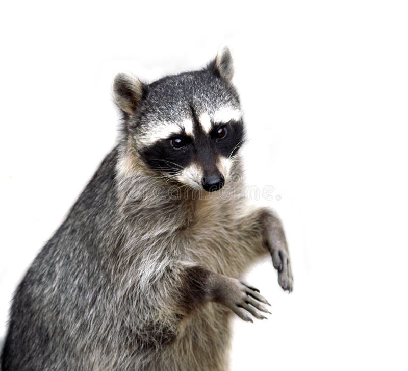 El mapache aislado en blanco fotografía de archivo