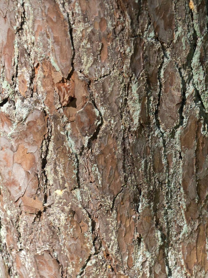 El marrón de madera del bosque de la textura de la corteza de árbol agrieta el musgo foto de archivo El marrón de madera del bosque de la textura de la corteza de árbol agrieta el musgo foto de archivo