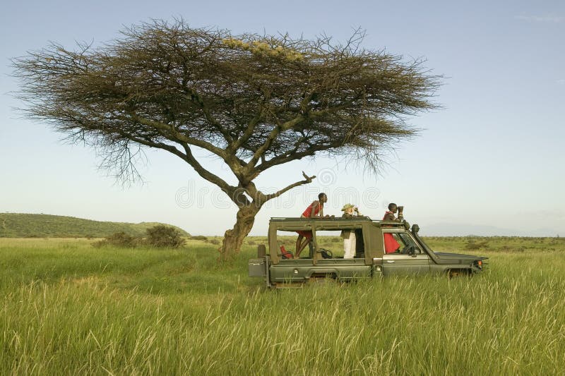 El Masai explora y el turista busca animales de un Landcruiser durante una impulsión del juego en la conservación de la fauna de fotos de archivo El Masai explora y el turista busca animales de un Landcruiser durante una impulsión del juego en la conservación de la fauna de fotos de archivo