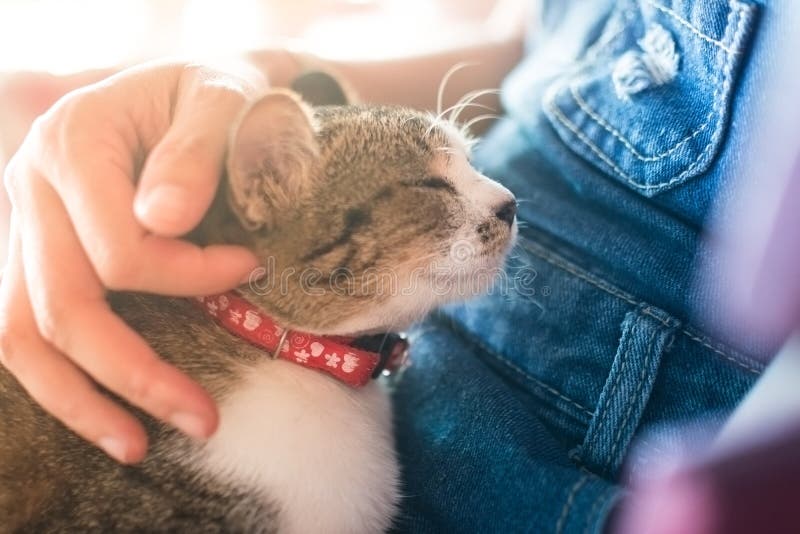 Animal background cat best friend on hug women girl and process soft focus tone. Animal background cat best friend on hug women girl and process soft focus tone