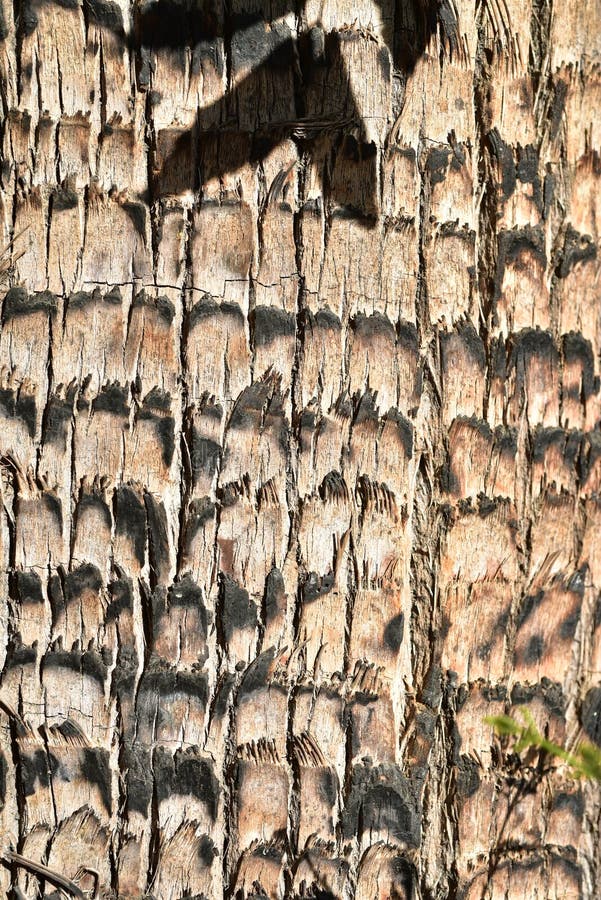 El mejor fondo cercano del modelo de la textura de la corteza de palmera del detalle foto de archivo El mejor fondo cercano del modelo de la textura de la corteza de palmera del detalle foto de archivo