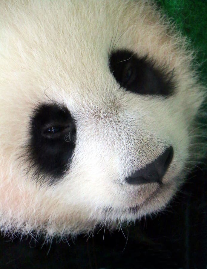 The giant panda cub face Ailuropoda melanoleuca, also known as panda bear or panda. The giant panda cub face Ailuropoda melanoleuca, also known as panda bear or panda.