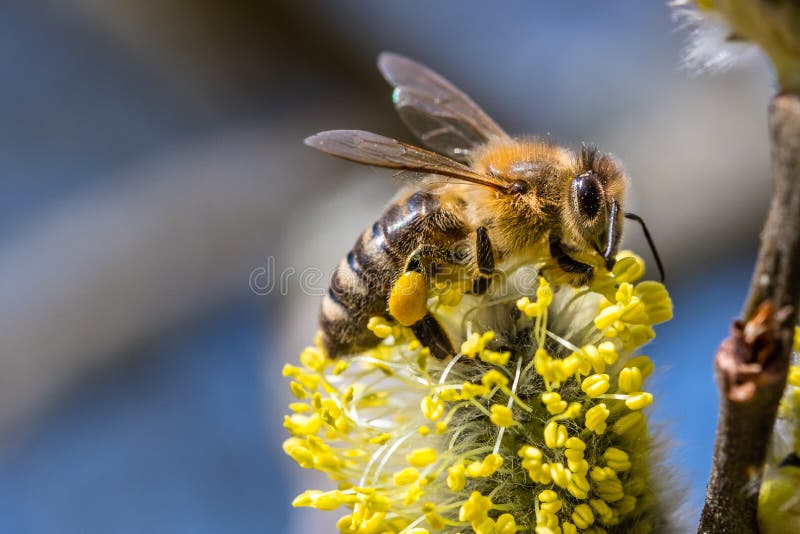 Honey bee Apis mellifera pollinating yellow flower of Goat Willow Salix caprea. Beautiful macrophotography of nature in early spring. Honey bee Apis mellifera pollinating yellow flower of Goat Willow Salix caprea. Beautiful macrophotography of nature in early spring.