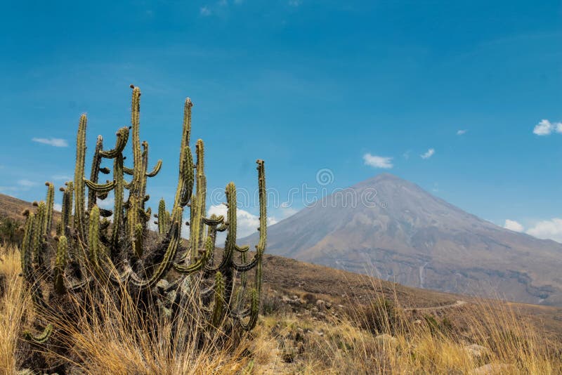 El Misti sopka v Peru púšti s kaktus v prednej časti.
