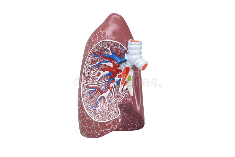 El Modelo De Sistema Respiratorio Humano Es Mostrar Pulmones. Modelo Físico  Humano Para La Educación De La Anatomía3d Hacer La Est Foto de archivo -  Imagen de torso, salud: 179661384