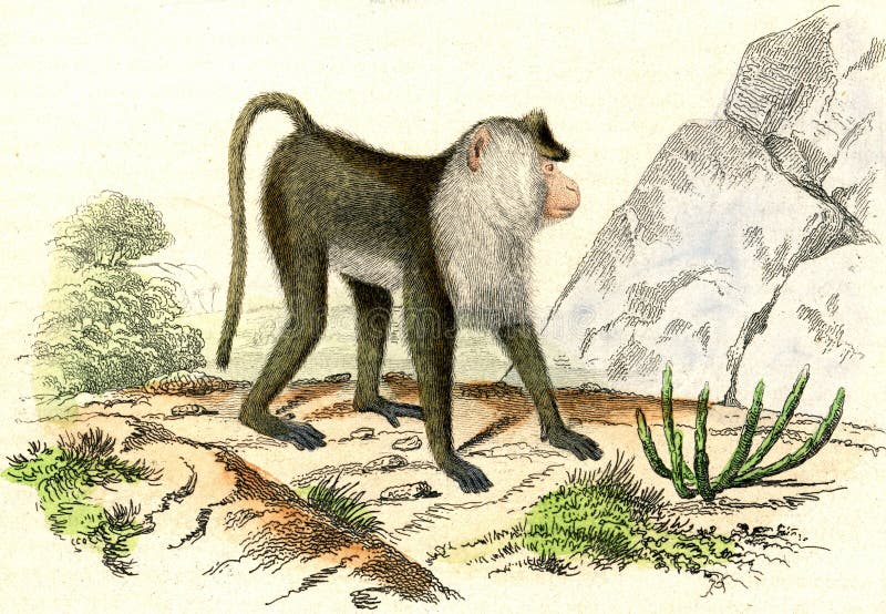 El Mono Verde, Grabado Vintage Stock de ilustración - Ilustración de oriente, mundo: