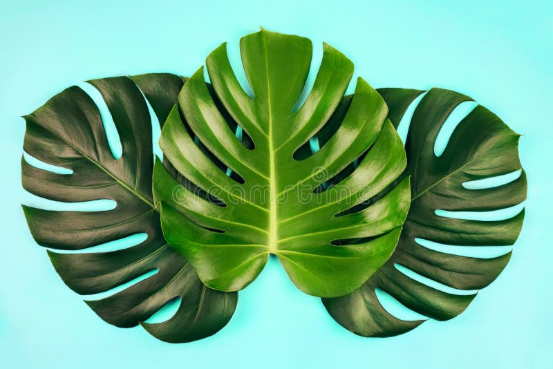 El monstera tropical de la selva tres se va aislado en fondo azul fotos de archivo libres de regalías El monstera tropical de la selva tres se va aislado en fondo azul fotos de archivo libres de regalías