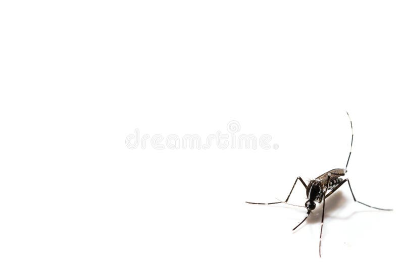 El mosquito Aedes albopictus que chupa sangre en la piel,. El mosquito Aedes albopictus que succiona la sangre de la piel,Macro cierra el aislamiento sobre fondo blanco